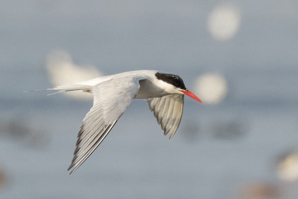 South American Tern - Robert Lewis