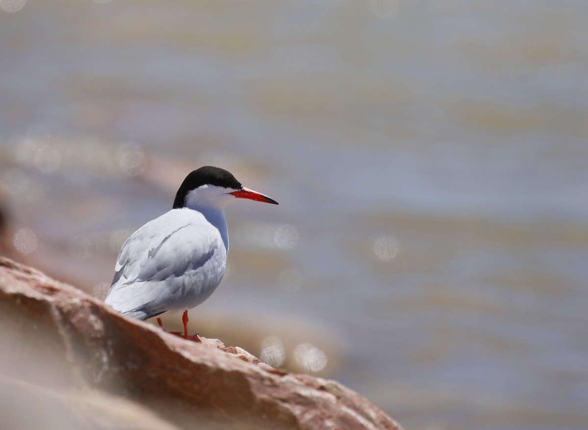Common Tern - Aaron Graham