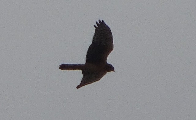 Northern Harrier - Paolo Matteucci