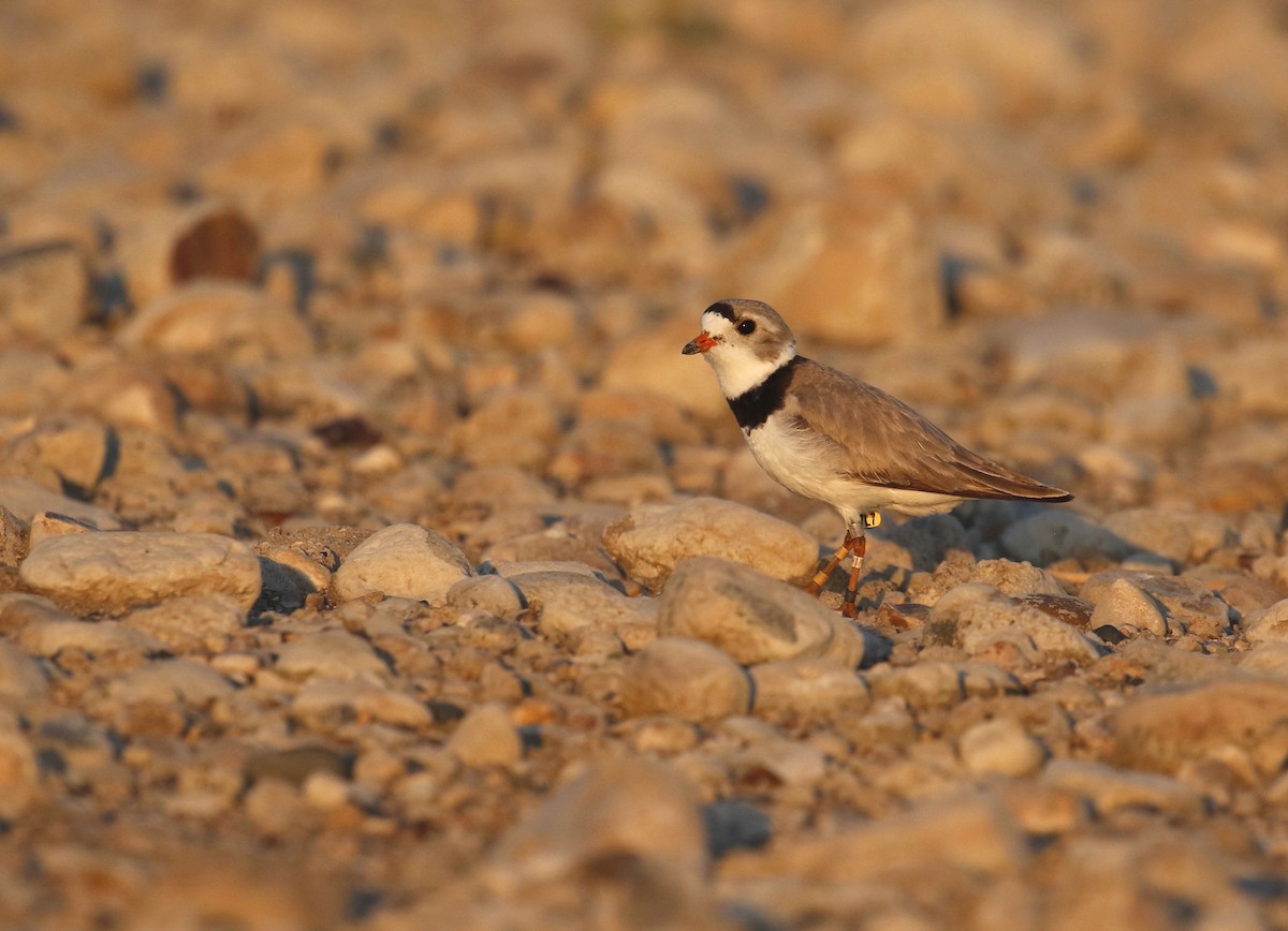Piping Plover - ML360385841