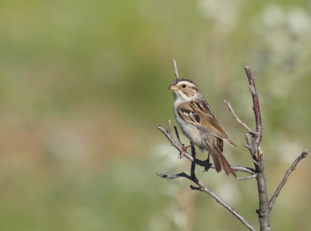 Clay-colored Sparrow - Aaron Graham