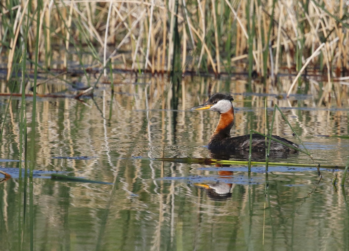 Red-necked Grebe - ML360387091