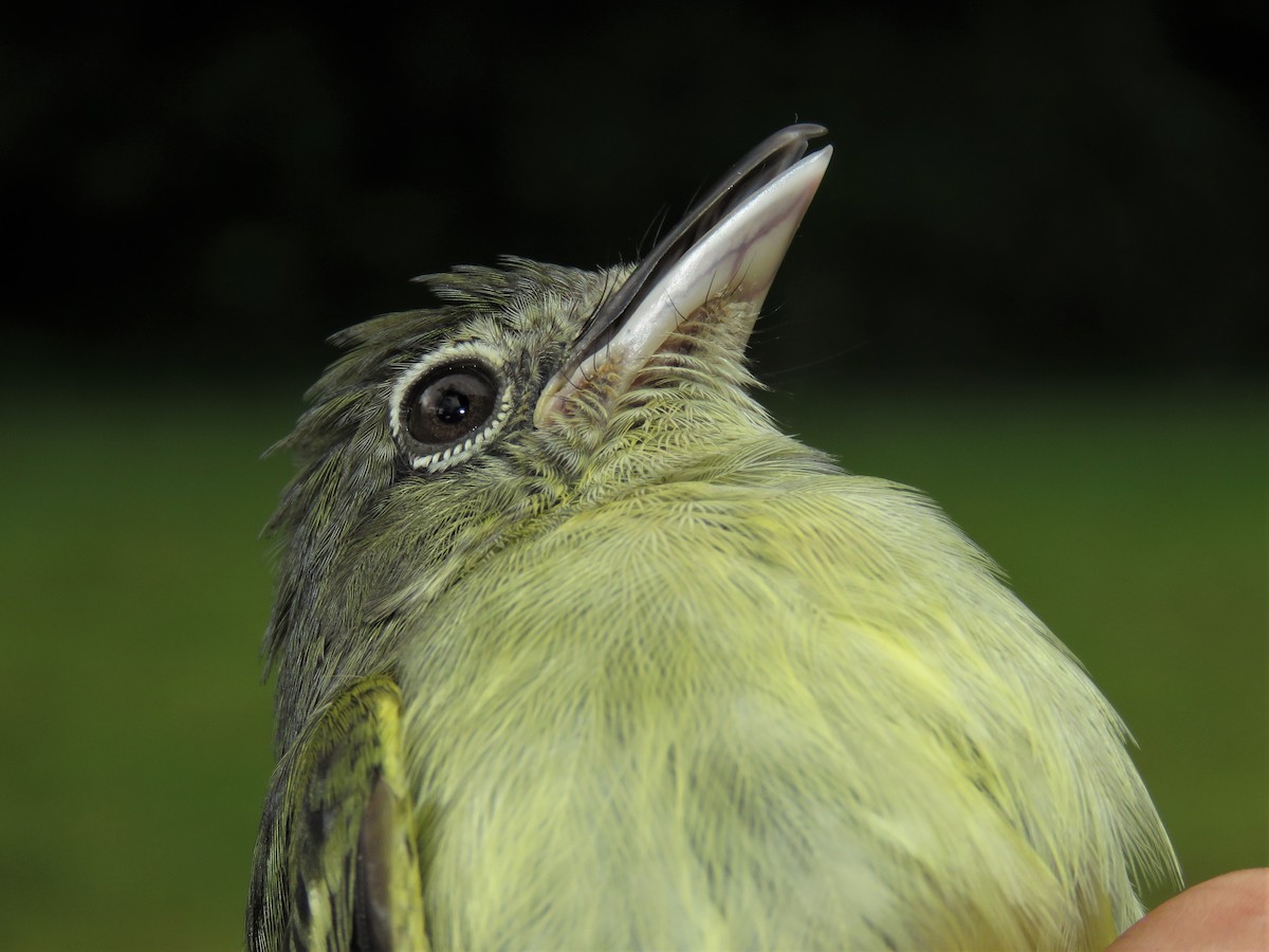 Yellow-margined Flatbill - Hugo Foxonet