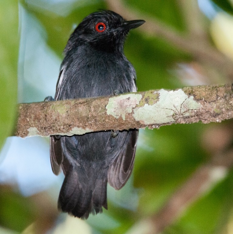 Black-tailed Antbird - ML36039791