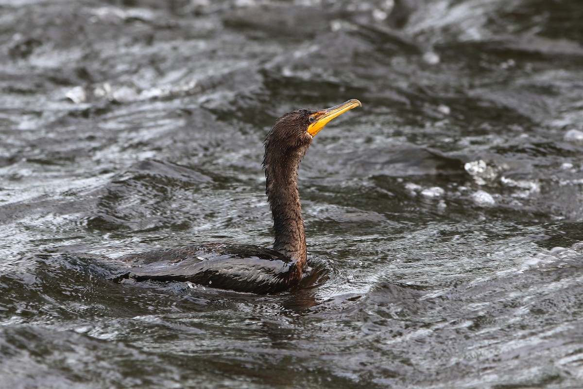 Double-crested Cormorant - Gang Wu