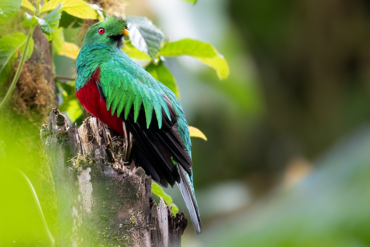 Crested Quetzal - ML360414491