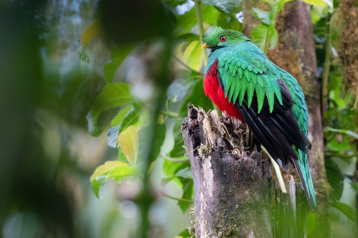 Crested Quetzal - ML360414501