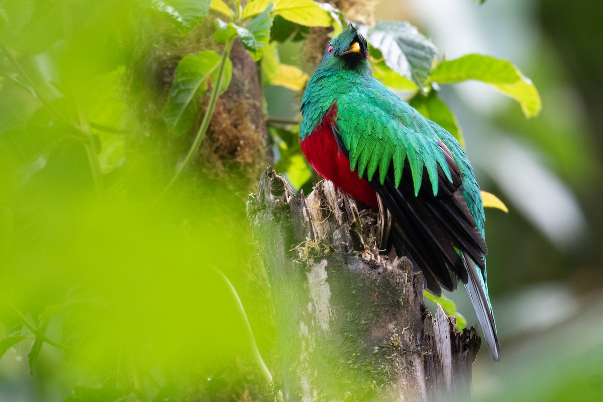 Crested Quetzal - ML360414511