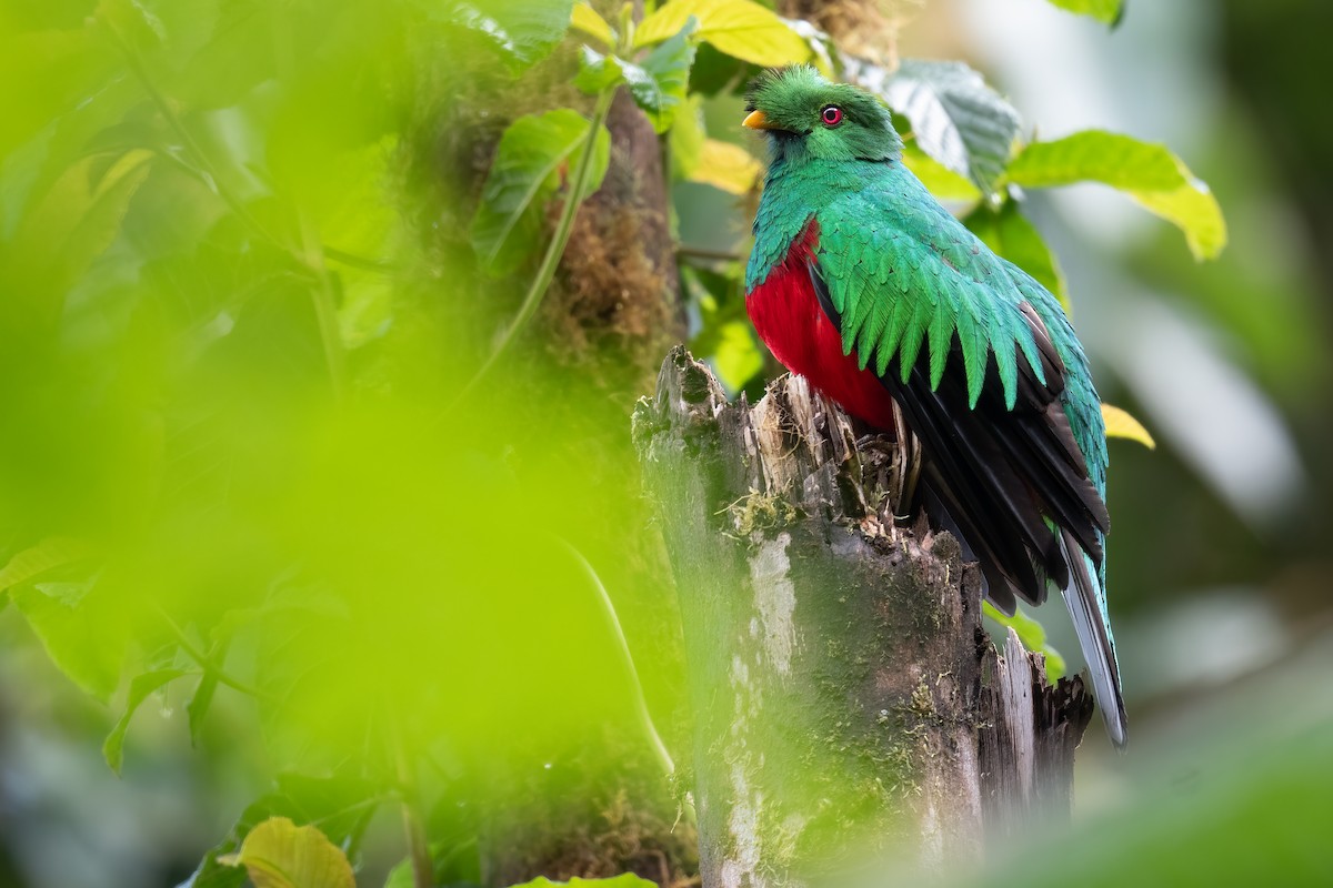 Crested Quetzal - ML360414521