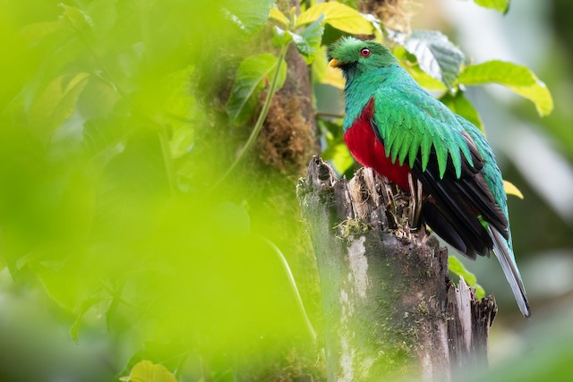 カンムリカザリキヌバネドリ Ebird