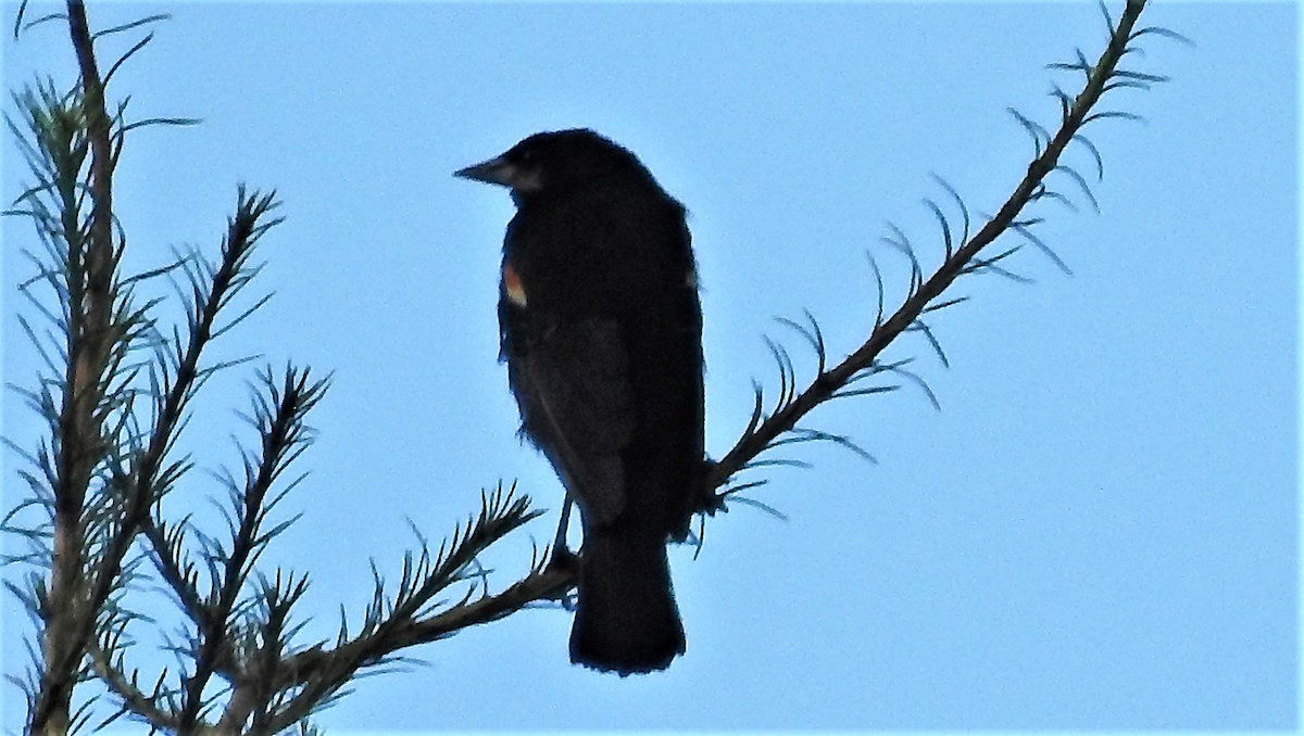 Red-winged Blackbird - ML360416271