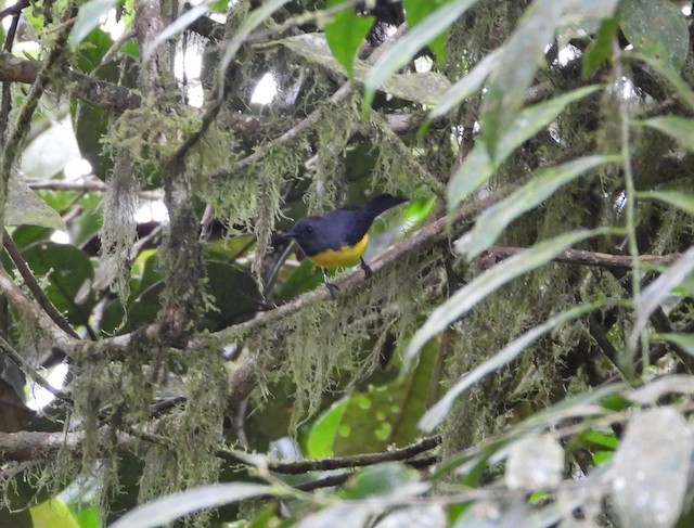 Bird in its habitat; Valle del Cauca, Colombia. - Slate-throated Redstart - 