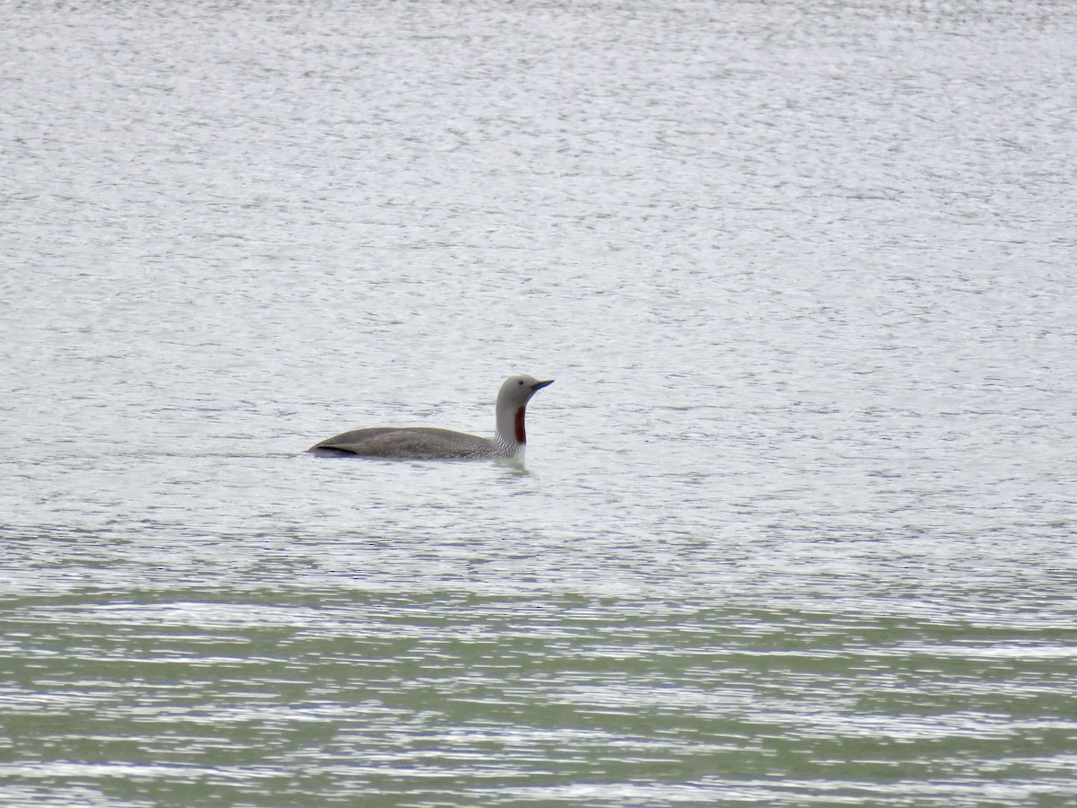 Red-throated Loon - ML360418781