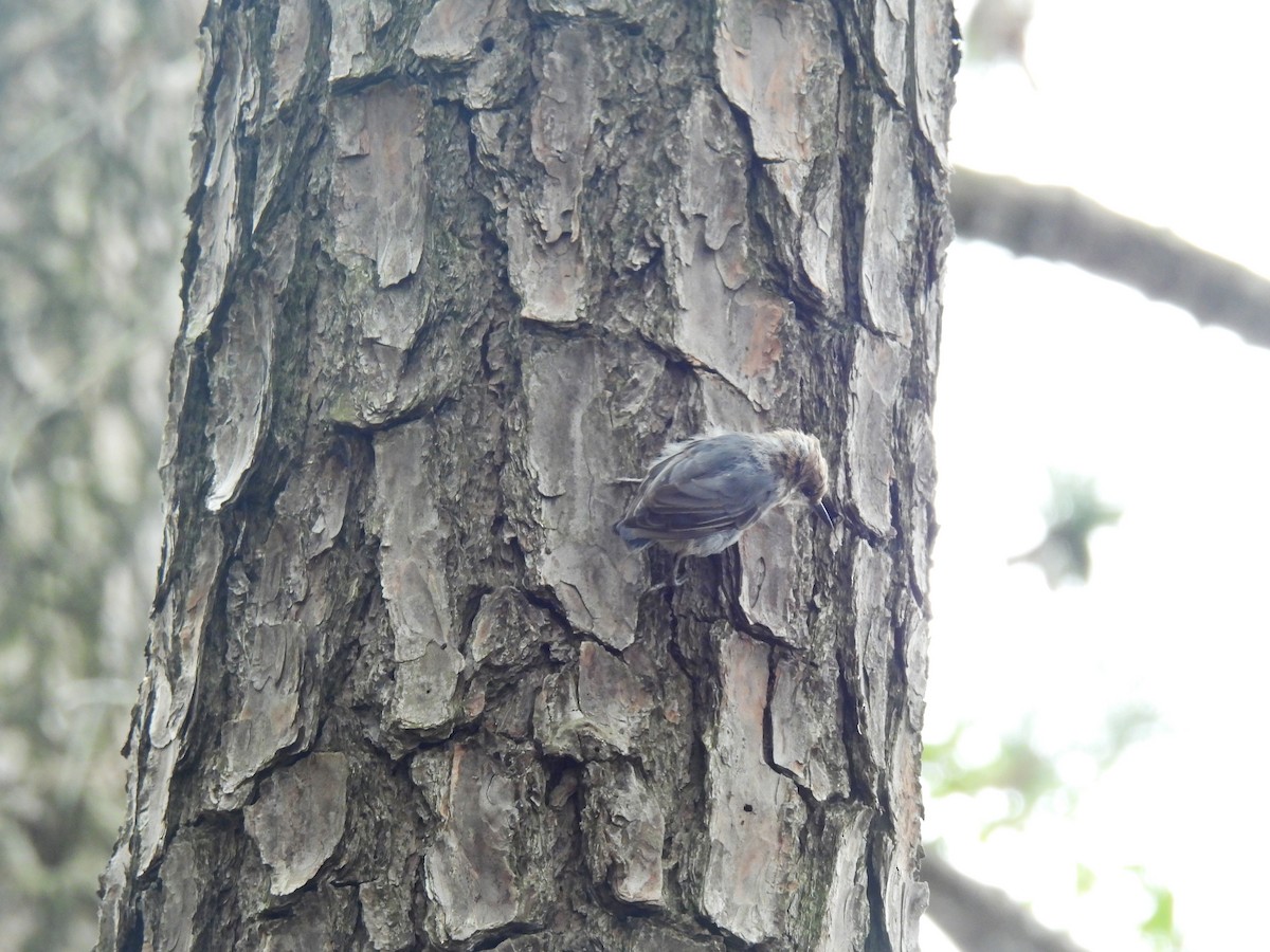 Brown-headed Nuthatch - ML360423141