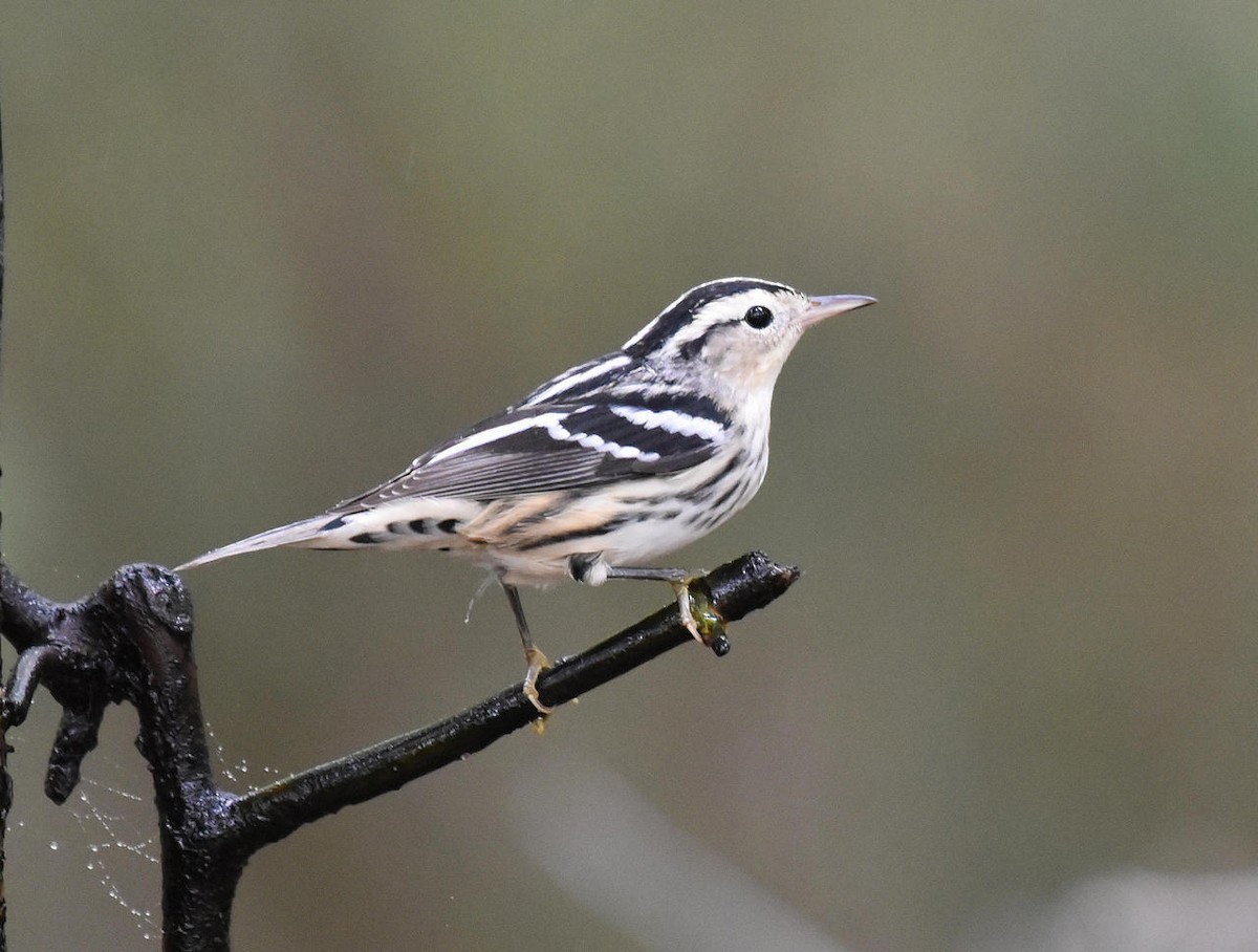 Black-and-white Warbler - ML36042341