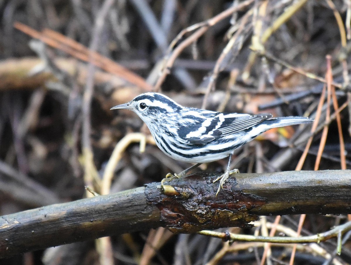 Black-and-white Warbler - ML36042351