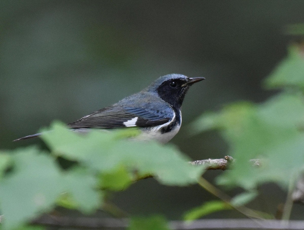 Black-throated Blue Warbler - ML36042521