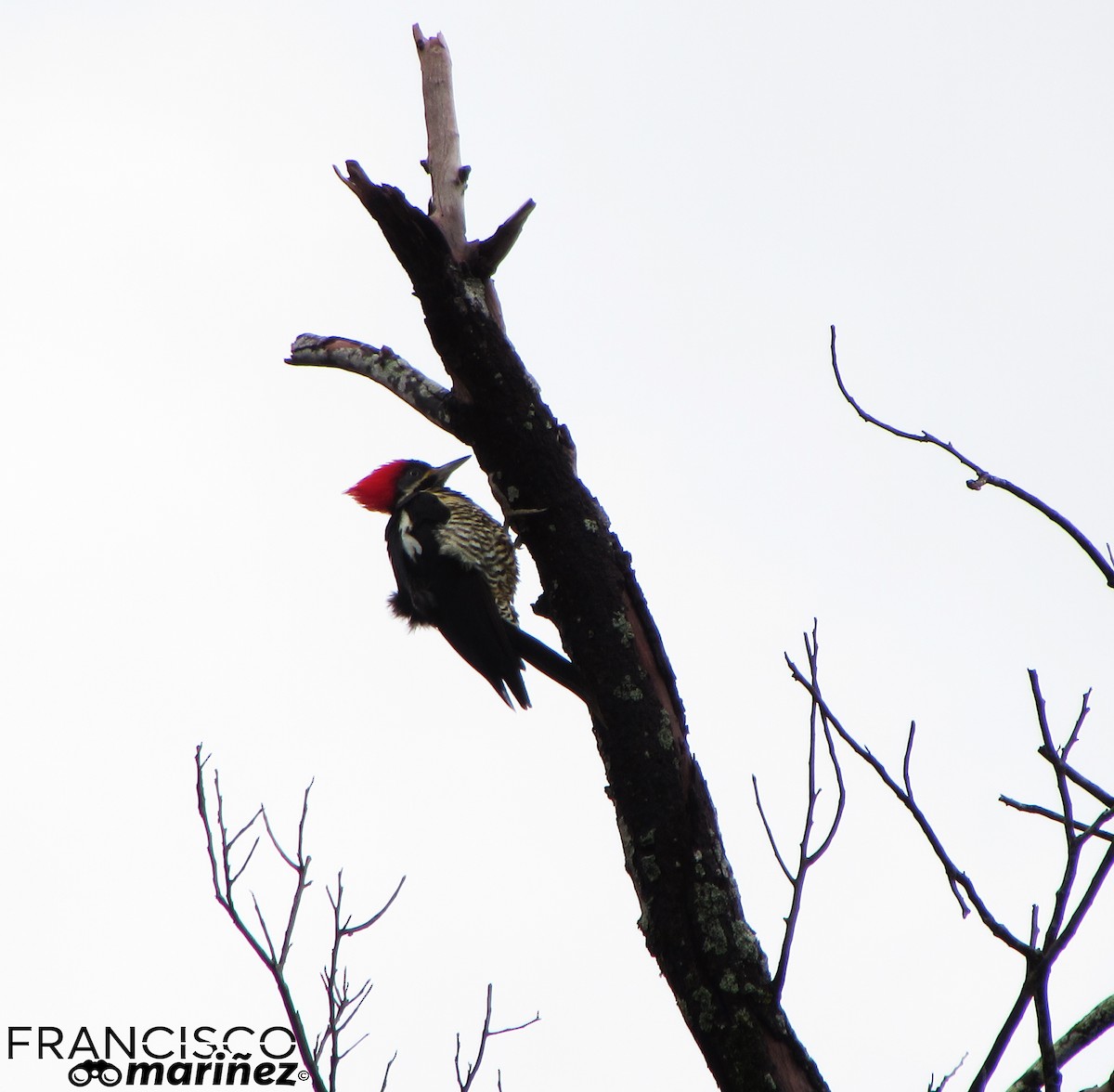 Lineated Woodpecker - Francisco Mariñez