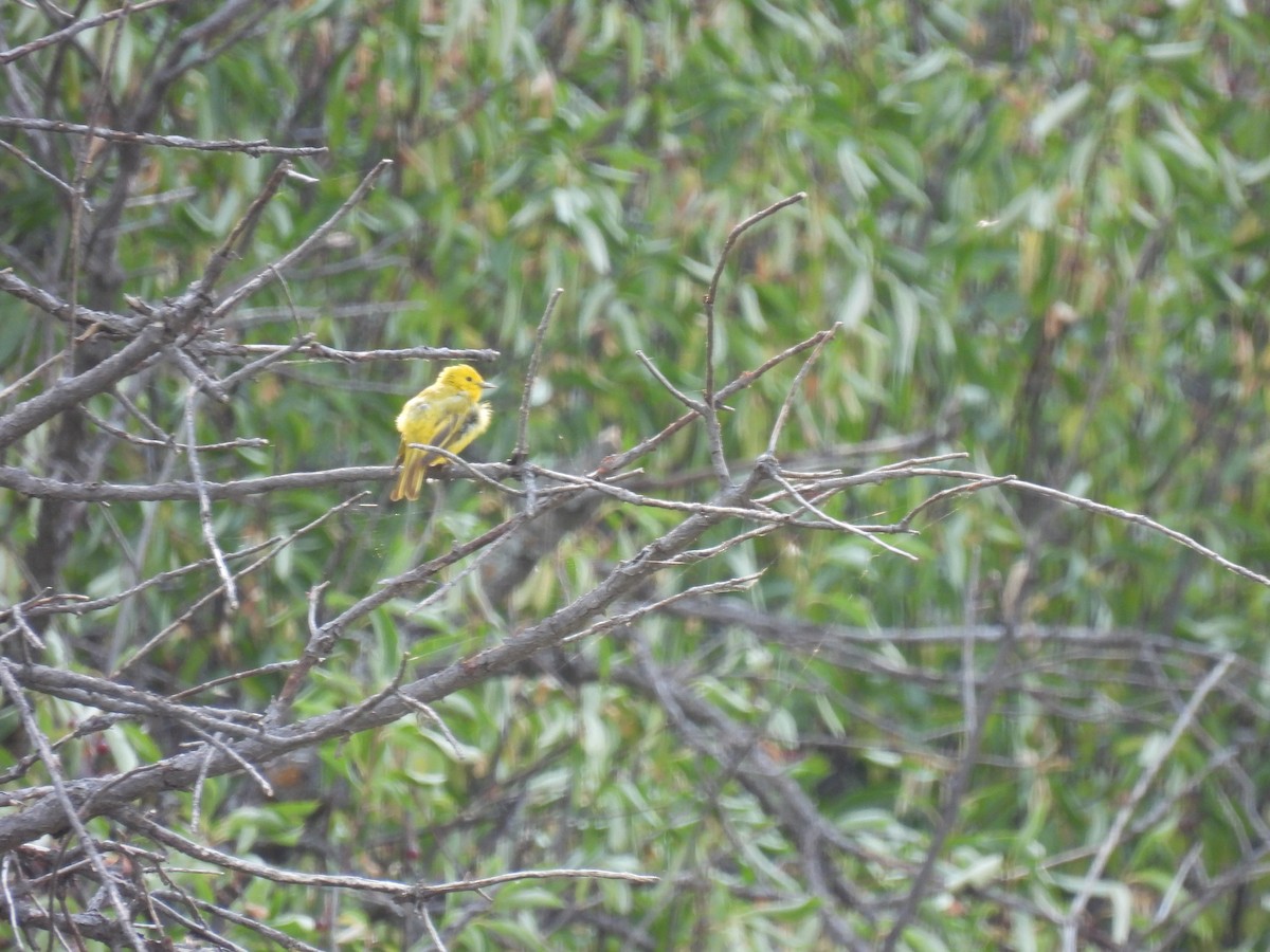 Yellow Warbler - ML360433021