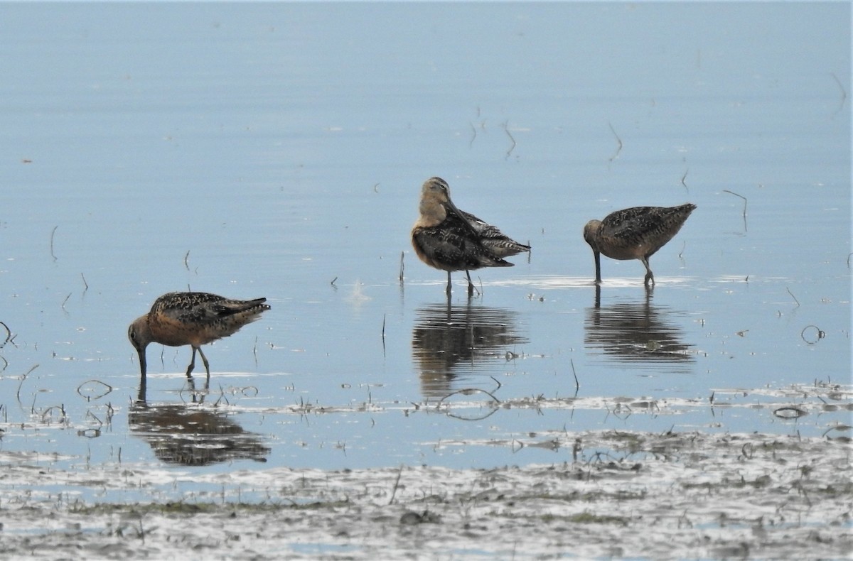 Long-billed Dowitcher - ML360435511