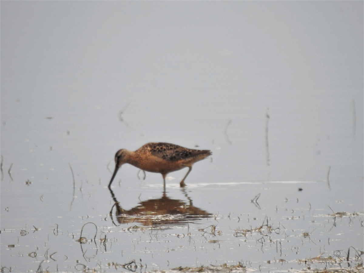 Long-billed Dowitcher - ML360435541