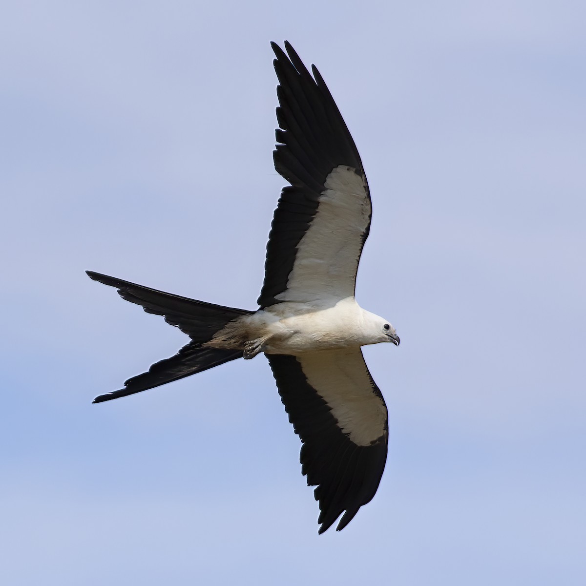 Swallow-tailed Kite - Dan Vickers