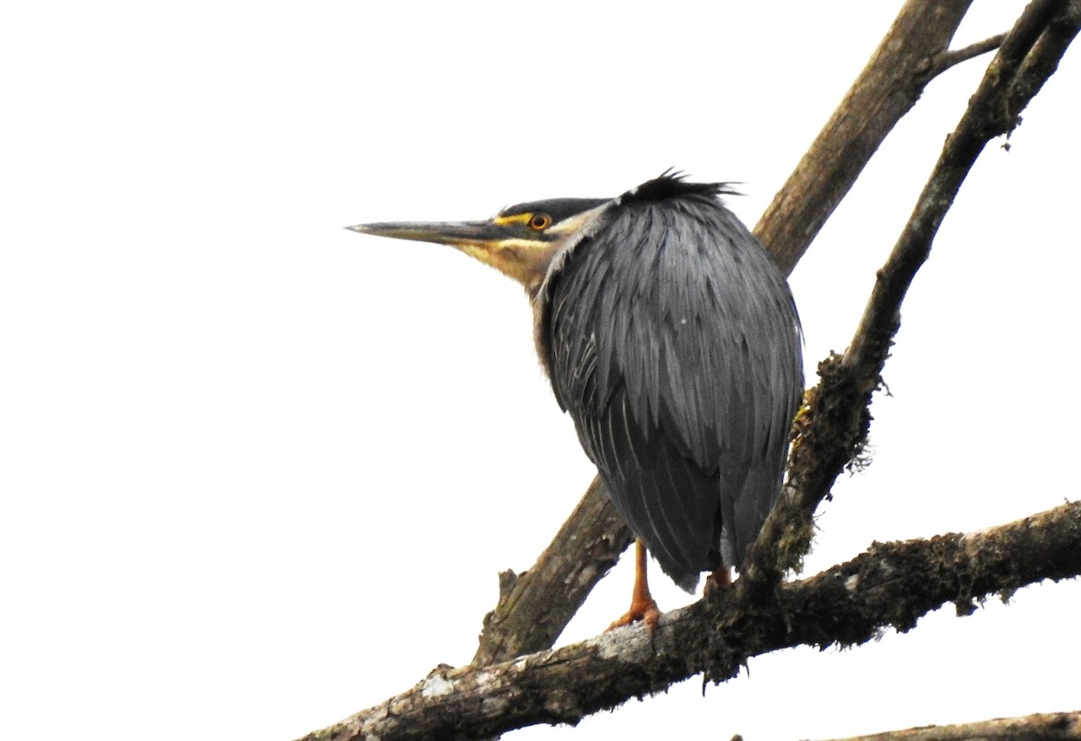 Striated Heron (South American) - Suzanne Hall