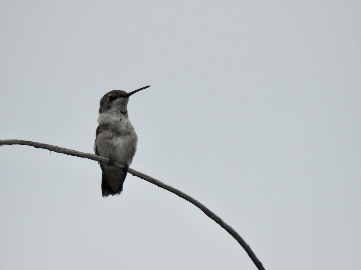 Black-chinned Hummingbird - ML360440851