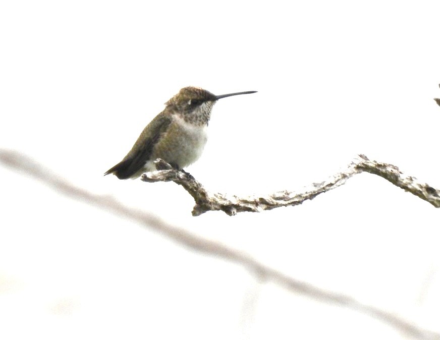 Black-chinned Hummingbird - ML360440861