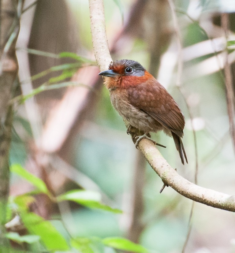Rufous-necked Puffbird - ML36044321