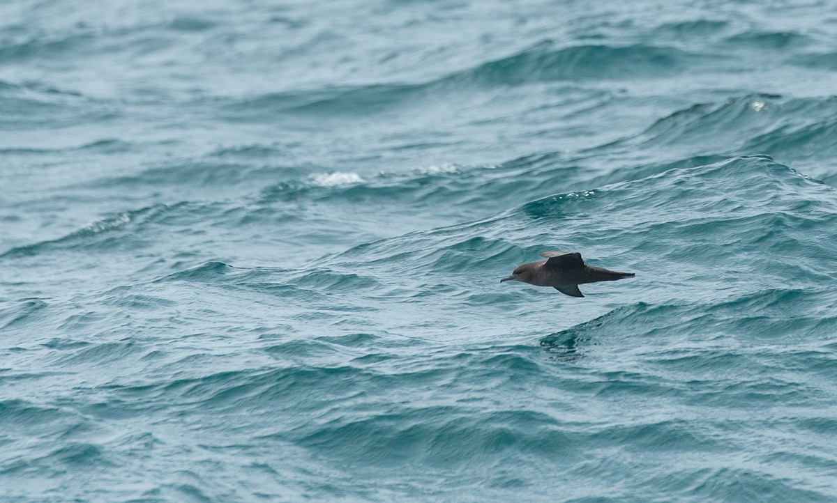 Sooty Shearwater - Bruno Drolet