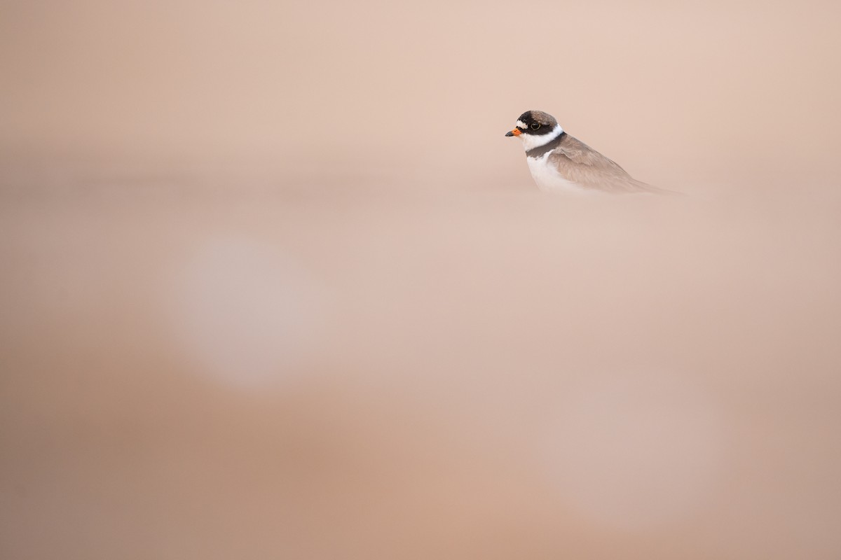 Semipalmated Plover - ML360450001