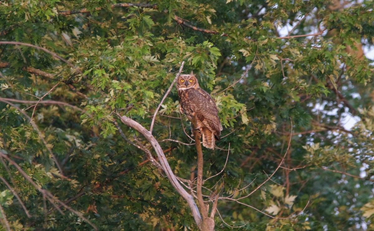Great Horned Owl - ML360452061