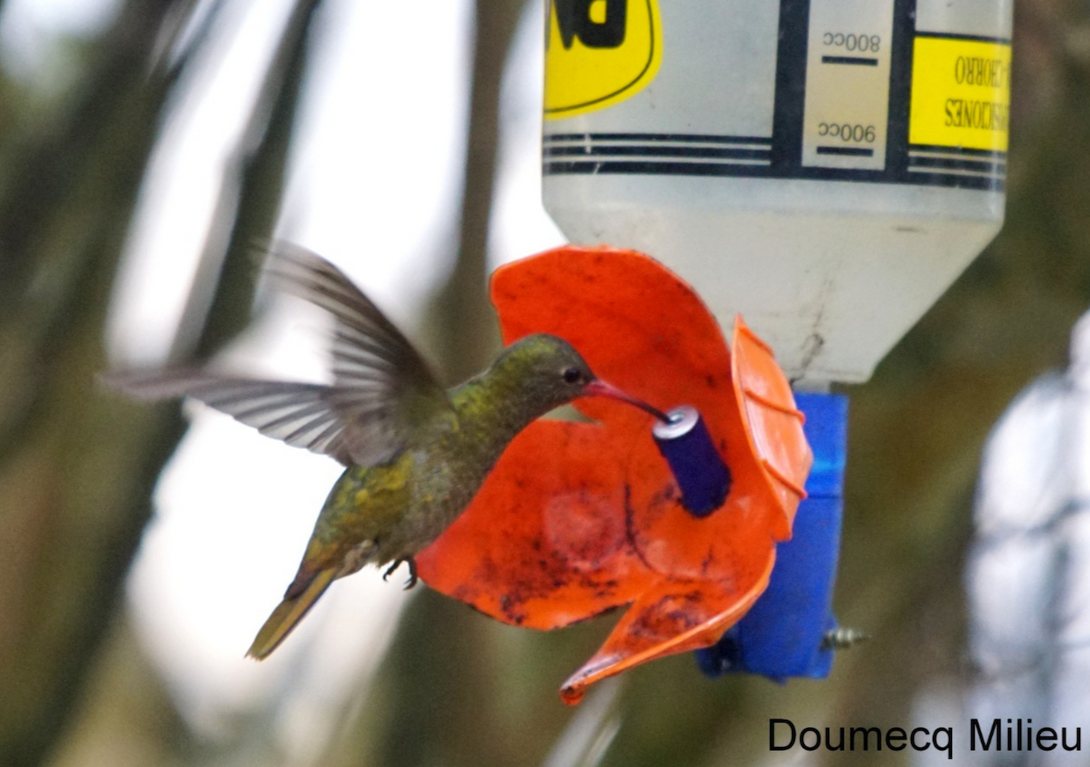 Gilded Hummingbird - ML360452211