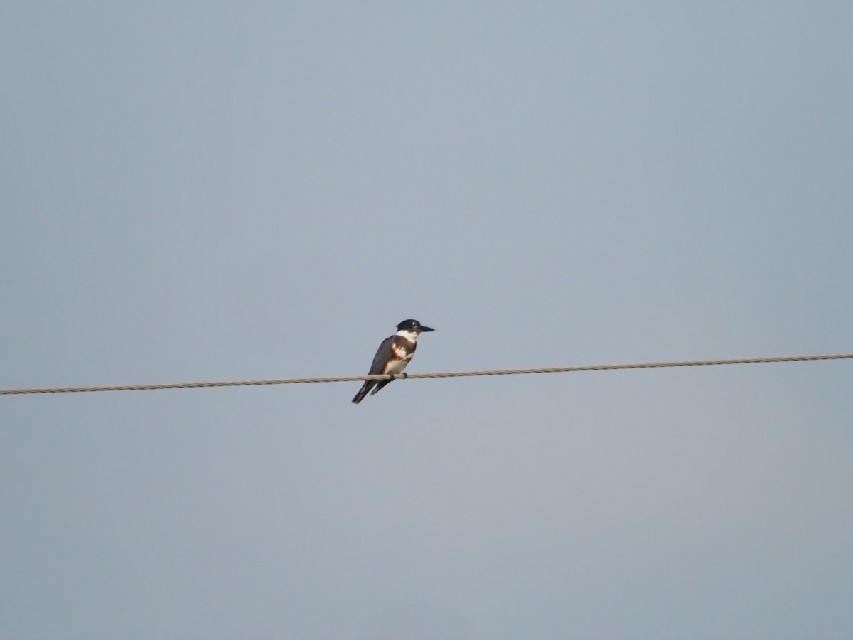 Belted Kingfisher - ML360454481