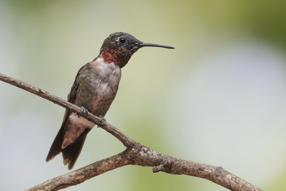 Ruby-throated Hummingbird - Martina Nordstrand