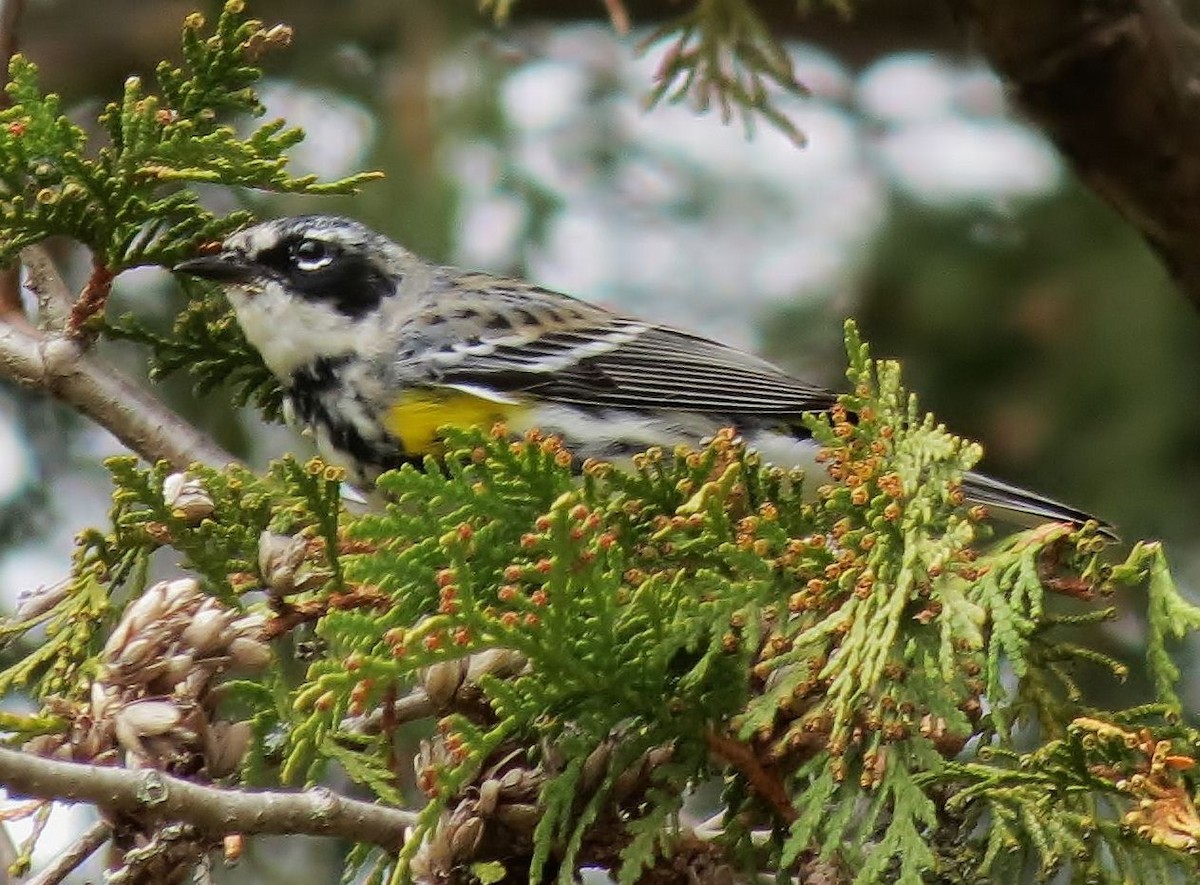 Yellow-rumped Warbler - Donald A. Sutherland