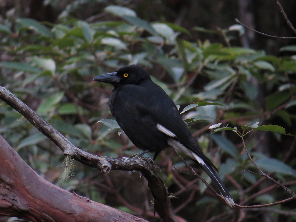 Pied Currawong - Henry Burton