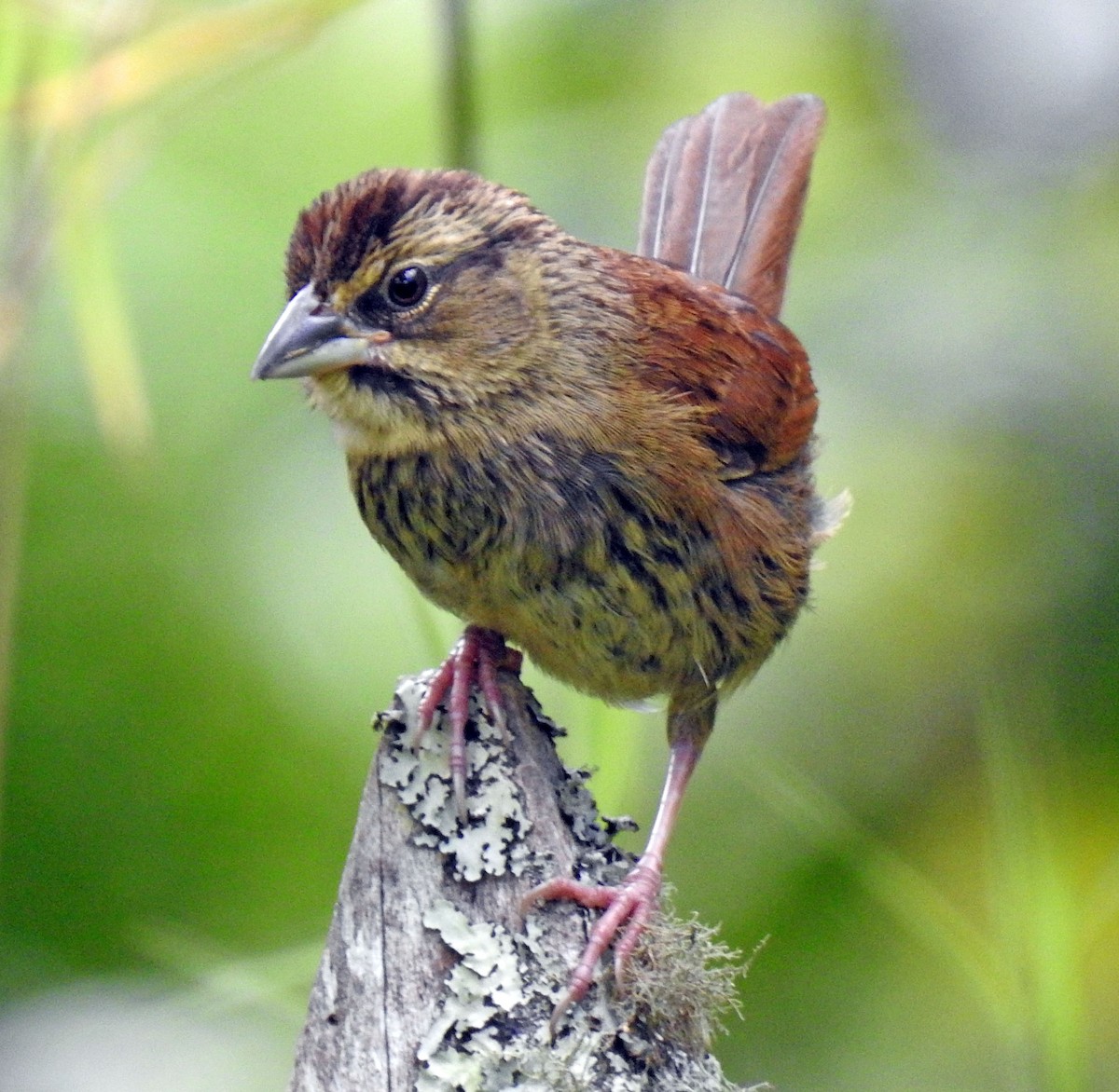 Rusty Sparrow - ML360464411
