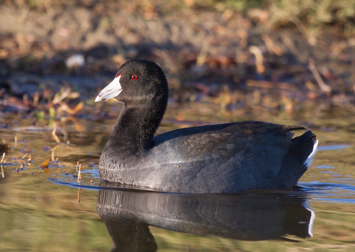 American Coot (Red-shielded) - Griffin Richards