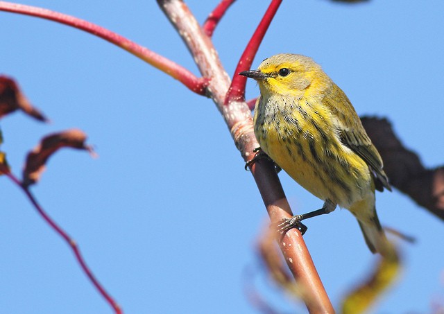 Cape May Warbler - ML36047091