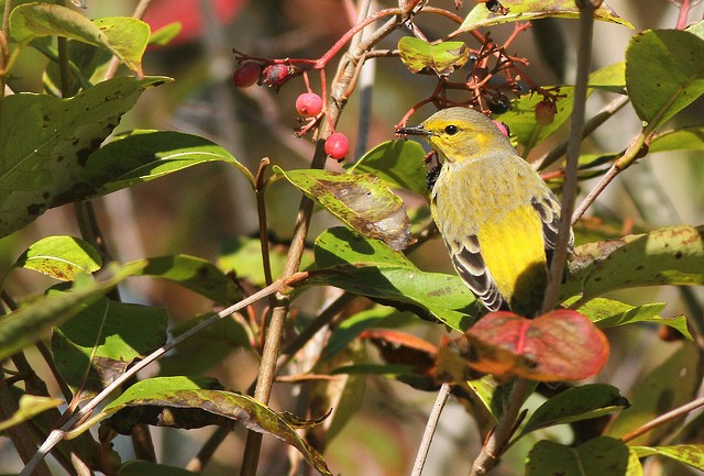Cape May Warbler - ML36047101