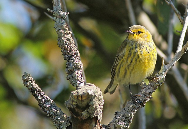 Cape May Warbler - ML36047111