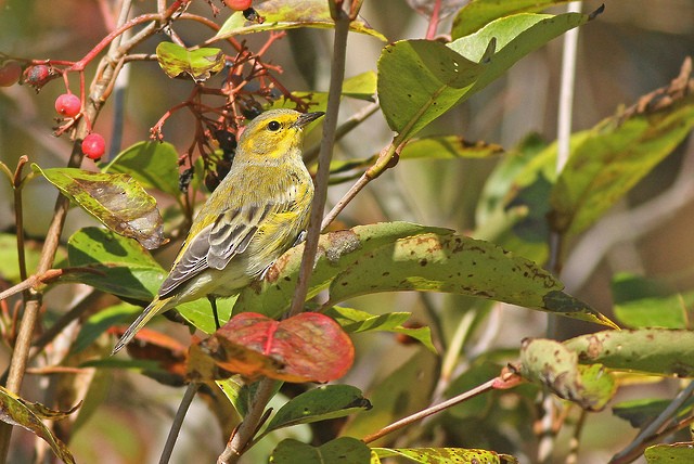 Cape May Warbler - ML36047121
