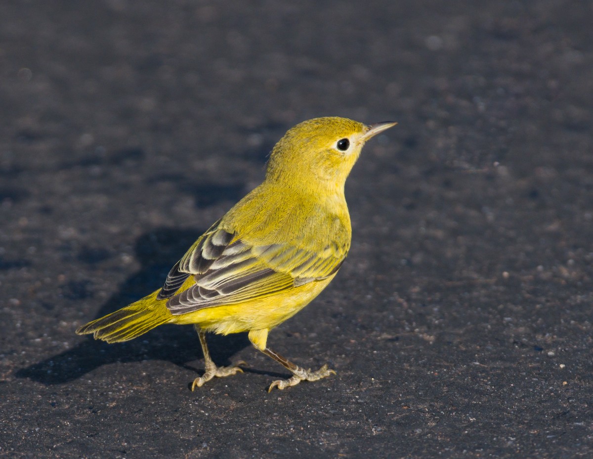 Yellow Warbler - Jim Merritt