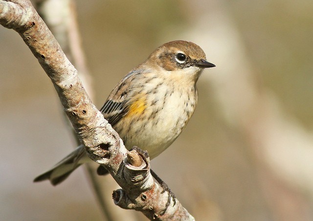 Yellow-rumped Warbler (Myrtle) - Jeremiah Trimble