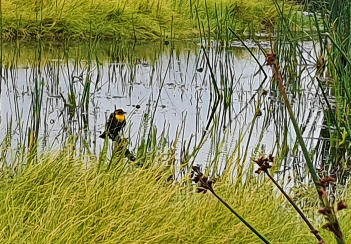 Yellow-headed Blackbird - Cal Gesmundo