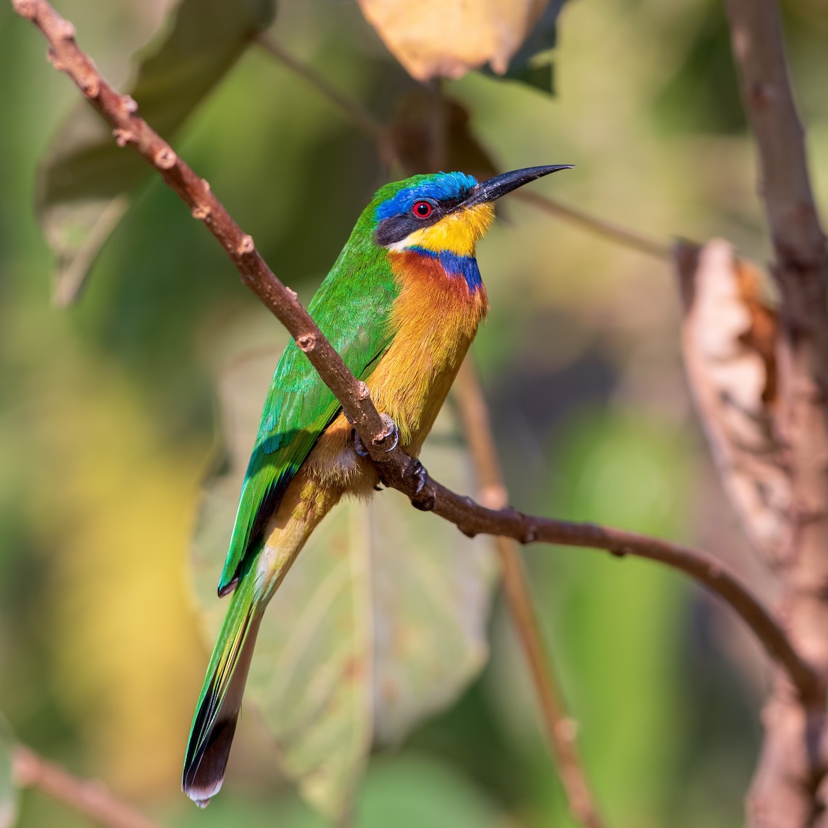 Ethiopian Bee-eater - Shailesh Pinto