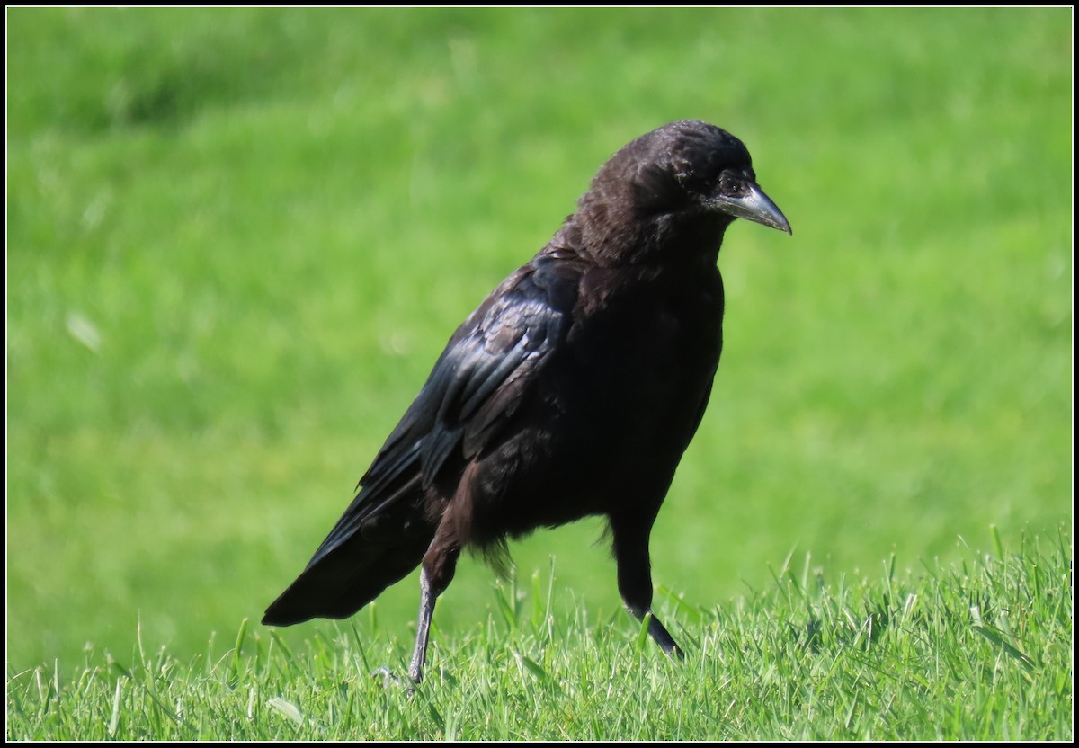 American Crow - ML360482551