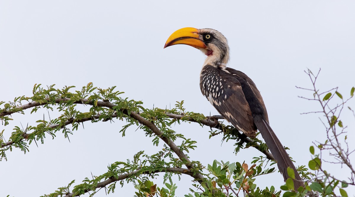 Eastern Yellow-billed Hornbill - Shailesh Pinto